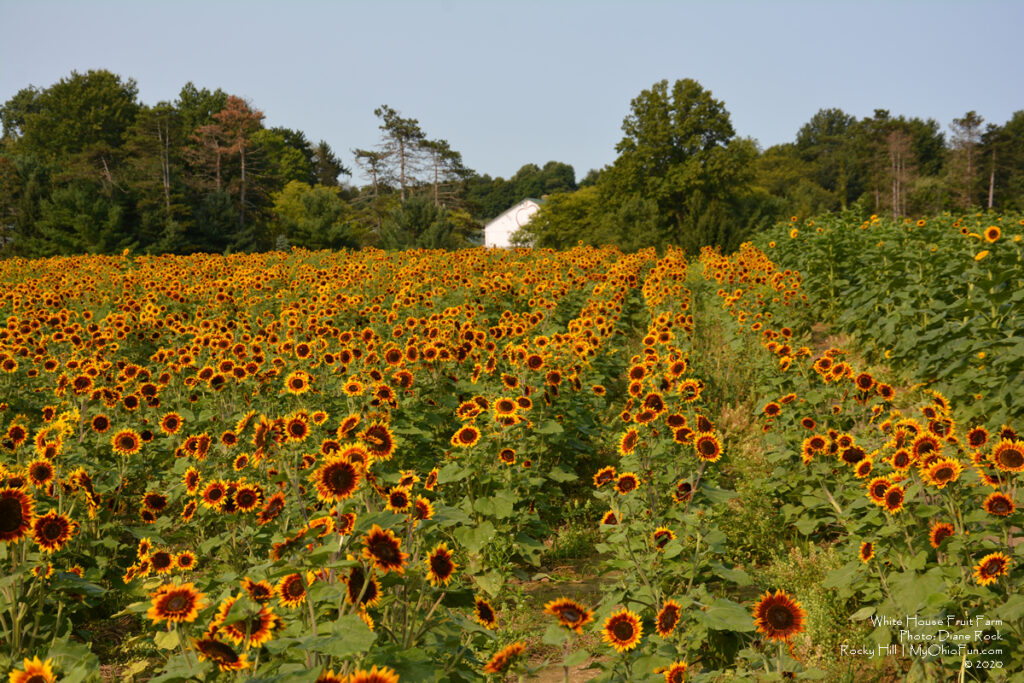 WhiteHouse Fruit Farm Sunflowers