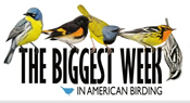 The Biggest Week in American Birding