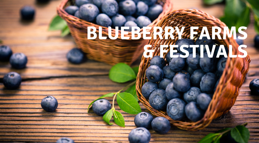 https://myohiofun.com/wp-content/uploads/2021/07/Blueberry-Festivals.png