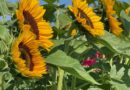 Ohio’s Sunflower Fields