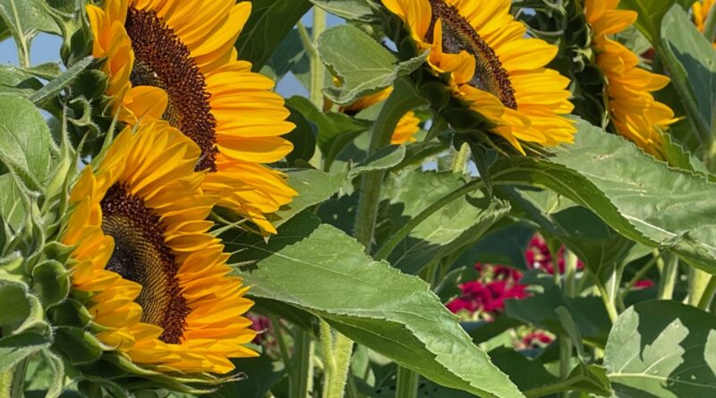 Ohio’s Sunflower Fields