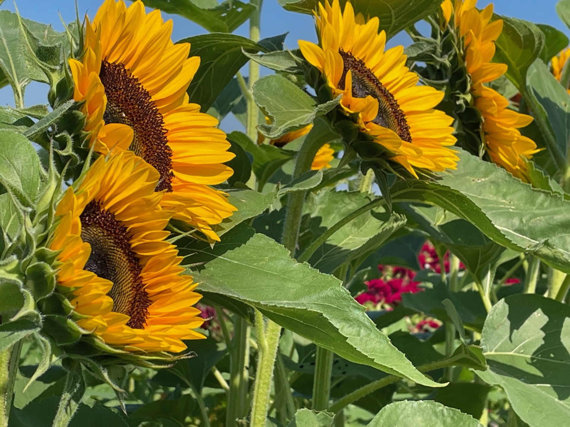 Ohio's Sunflower Fields - My Ohio Fun