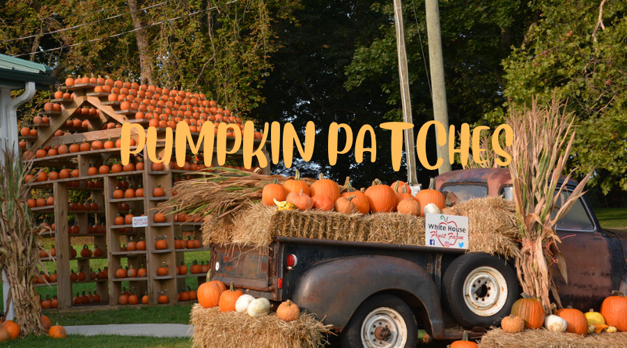 Ohio's Pumpkin Patches
