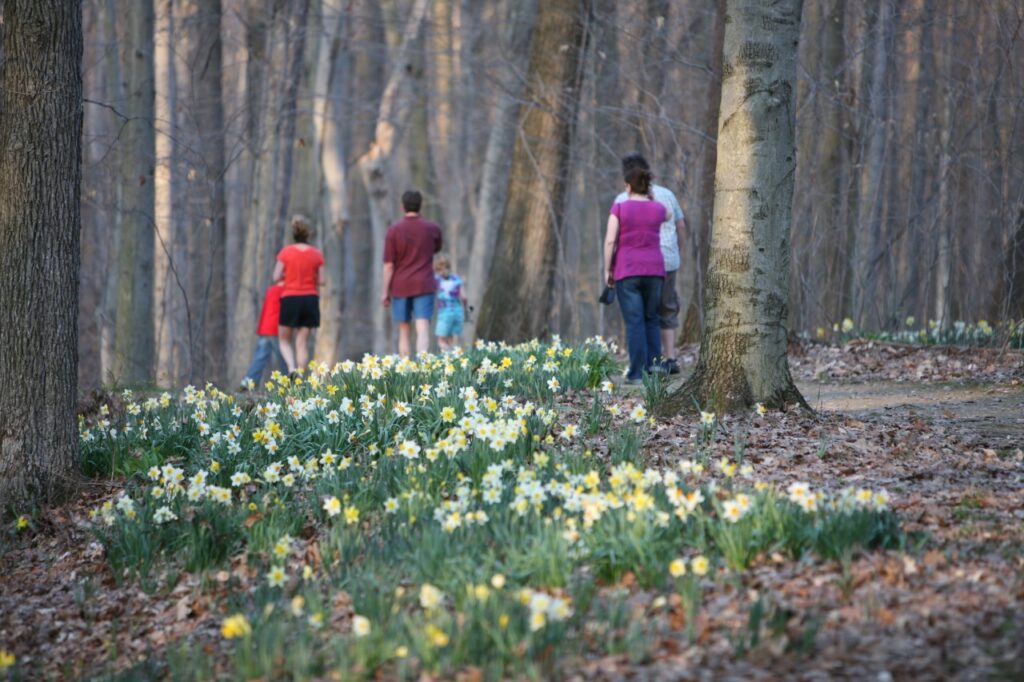 Furance Run - Daffodil Trail 