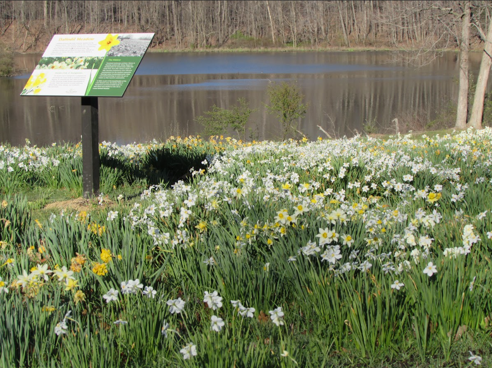 Daffodil Meadow Mill Creek Metroparks 