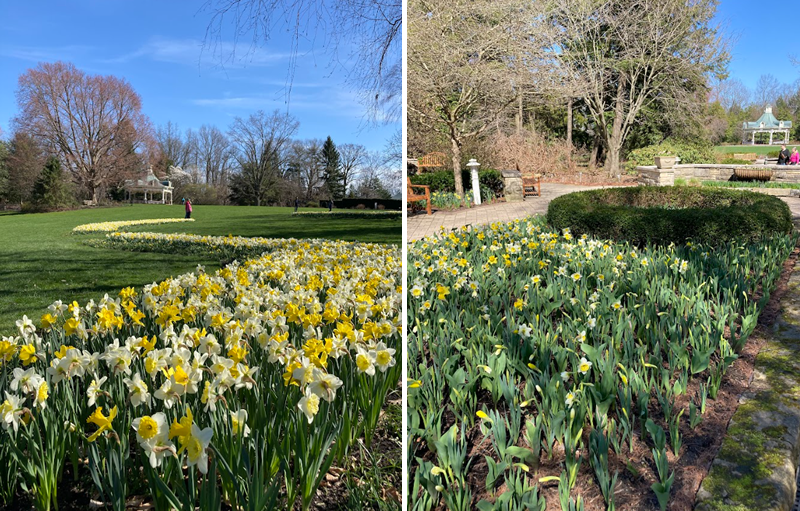 Fellows Riverside Gardens - Daffodils