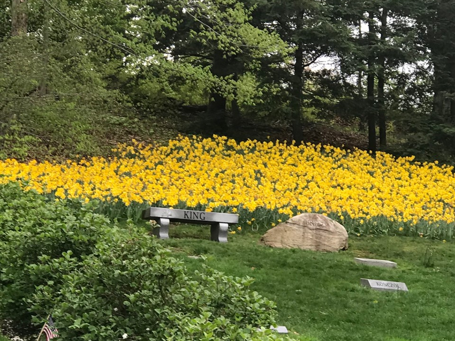 Daffodil hill. 
