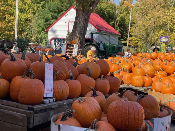 Szlay's Pumpkins