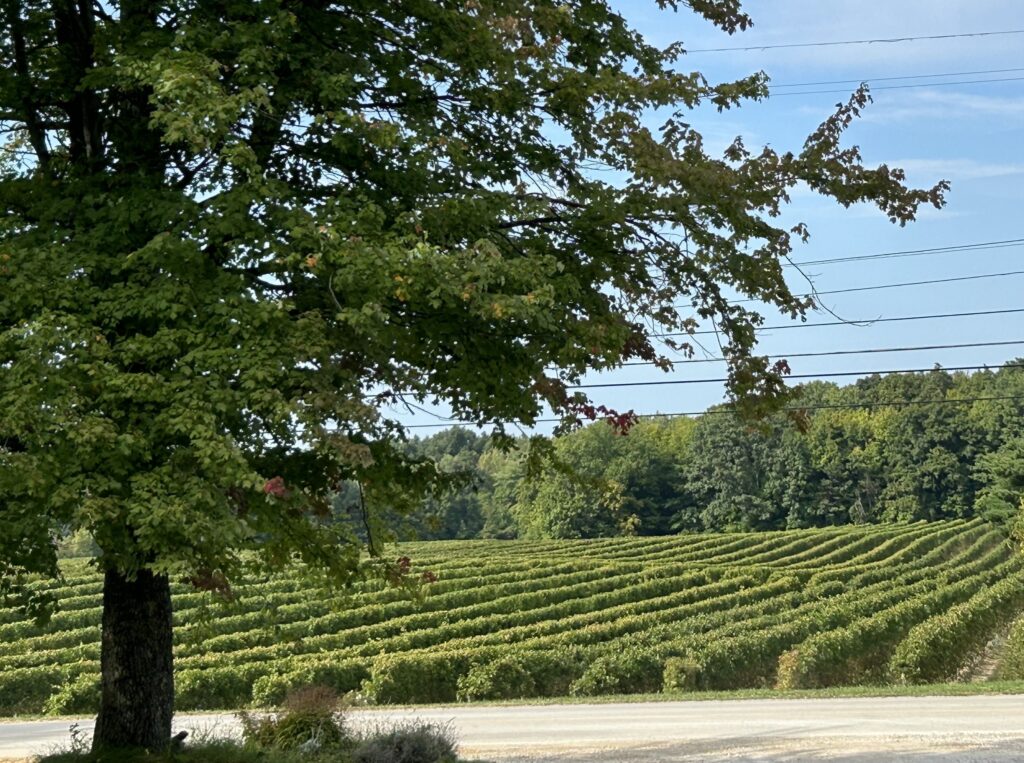 Ohio Wine Country Vineyards 