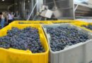 Harvest Crush Tasting & Wine Tour in Ohio’s Wine Country.