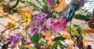 Orchids Take Center Stage at These Two Ohio Gardens.