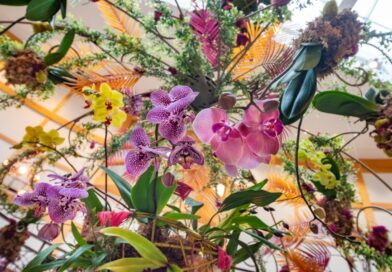 Orchids Take Center Stage at These Two Ohio Gardens.