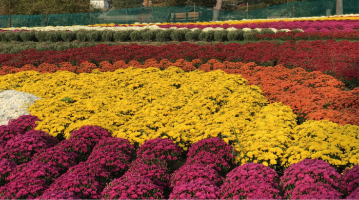 Barberton Mum Festival - My Ohio Fun 