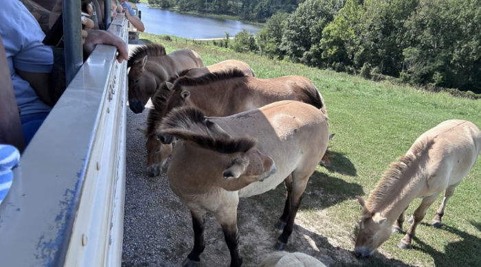 The Wilds, Ohio Photo credit: My Ohio Fun 